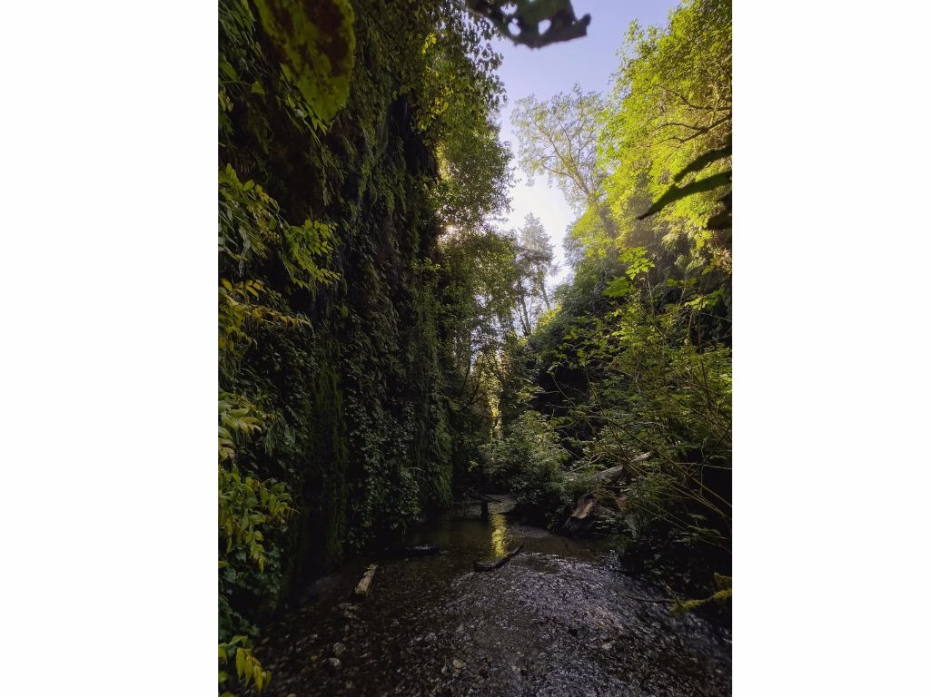 The Ultimate 7 Day Northern California Road Trip Itinerary fern canyon redwoods