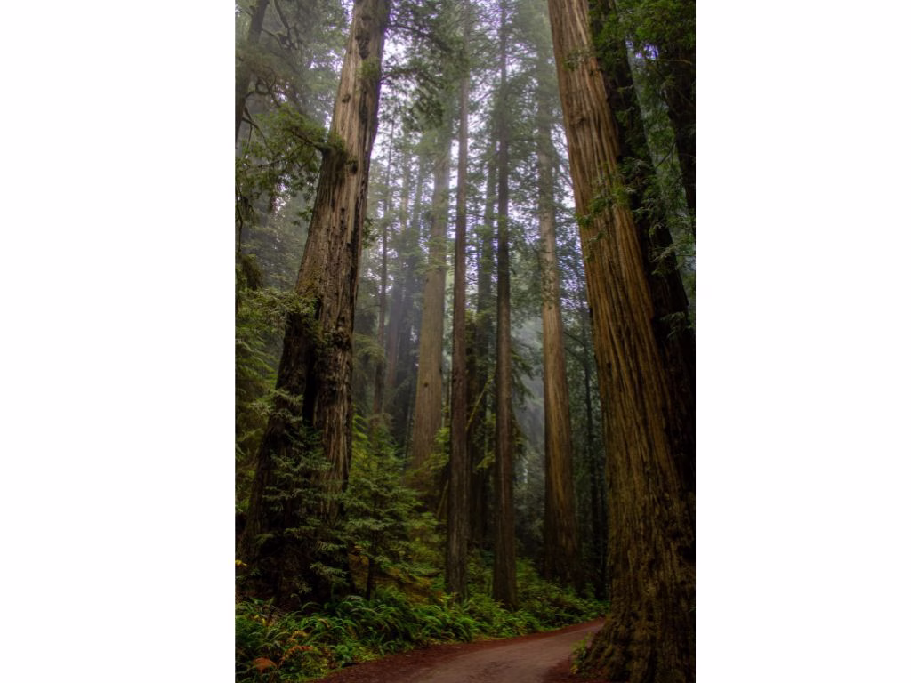 The Ultimate 7 Day Northern California Road Trip Itinerary prairie creek redwoods state park