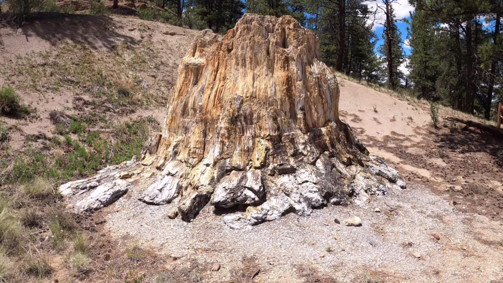The Big stump 